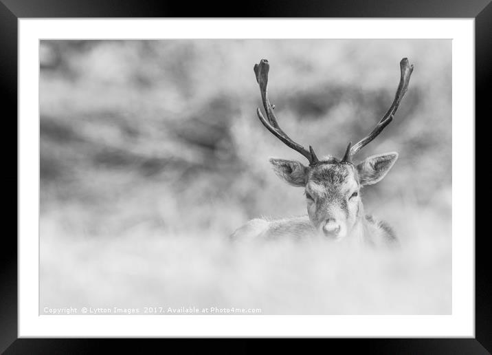black and white stag  Framed Mounted Print by Wayne Lytton