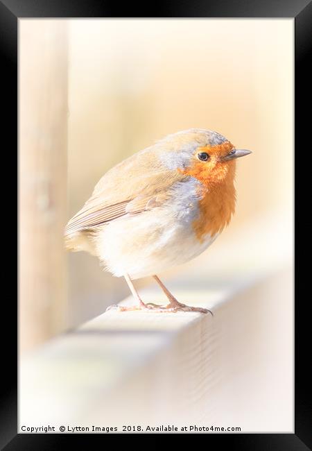Red robin Framed Print by Wayne Lytton