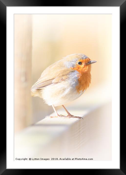 Red robin Framed Mounted Print by Wayne Lytton