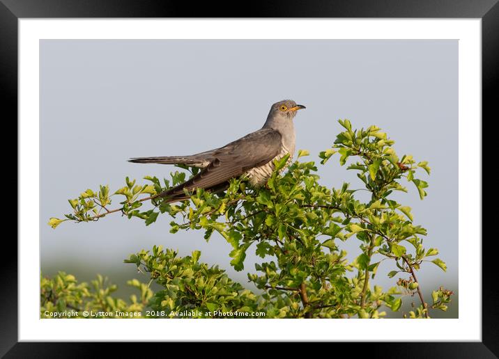 Cuckoo (The Visitor) Framed Mounted Print by Wayne Lytton