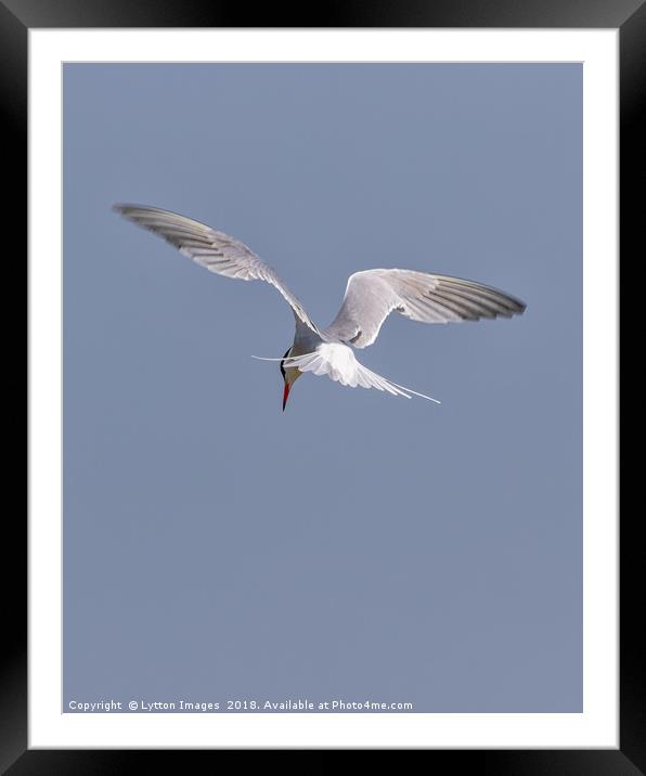 Searching  (common Tern) Framed Mounted Print by Wayne Lytton