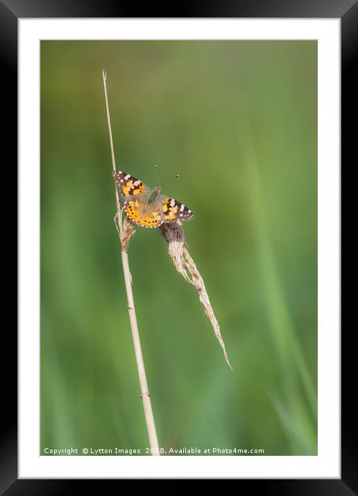 Painted lady - Vanessa cardui Framed Mounted Print by Wayne Lytton