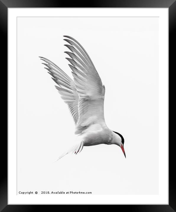 Common Tern Tri colour Framed Mounted Print by Wayne Lytton
