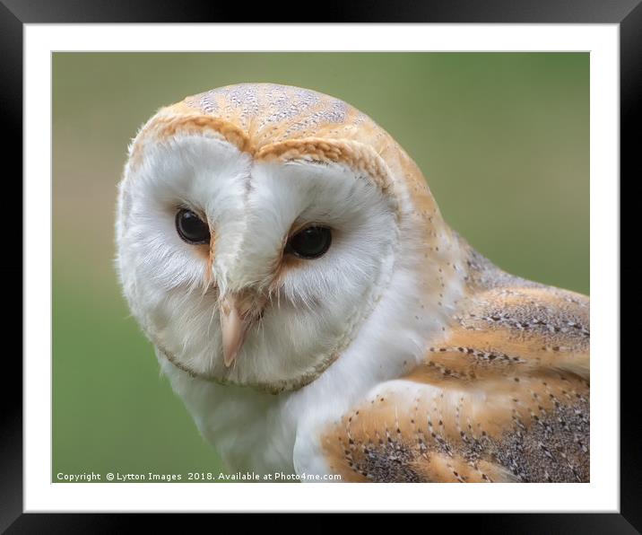 Barn Owl Portrait  Framed Mounted Print by Wayne Lytton