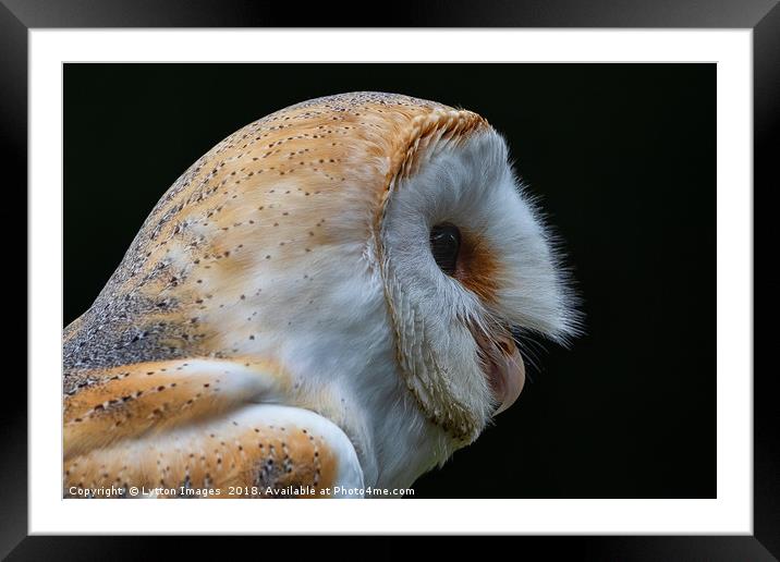 Barn Owl Portrait  Framed Mounted Print by Wayne Lytton