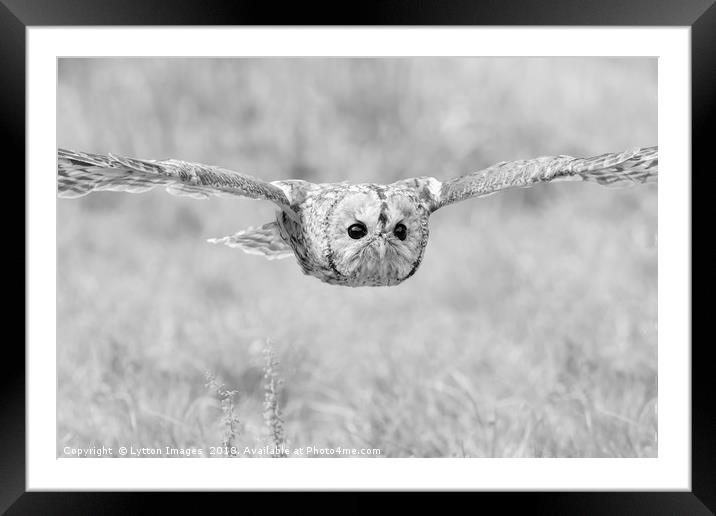 Tawny Owl in Flight Framed Mounted Print by Wayne Lytton
