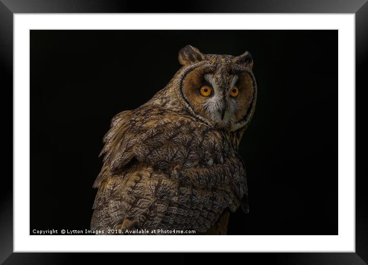 short eared owl - portrait Framed Mounted Print by Wayne Lytton
