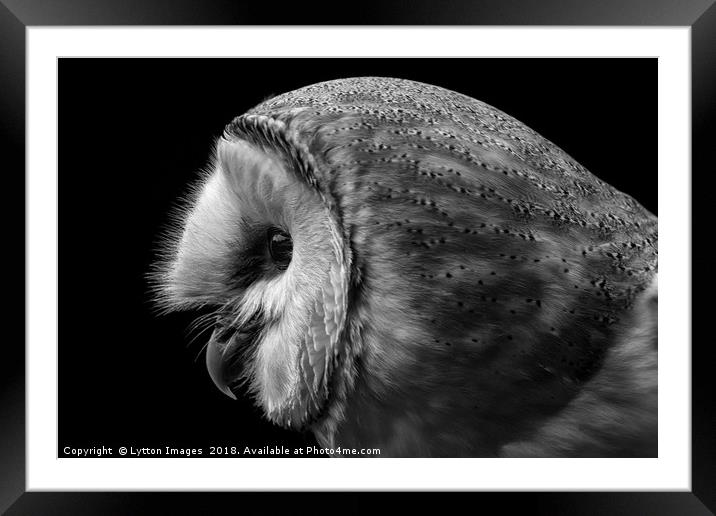 Barn Owl Portrait  Framed Mounted Print by Wayne Lytton
