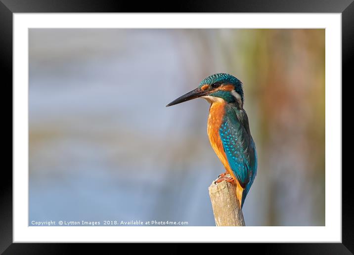 Kentish Kingfisher Framed Mounted Print by Wayne Lytton