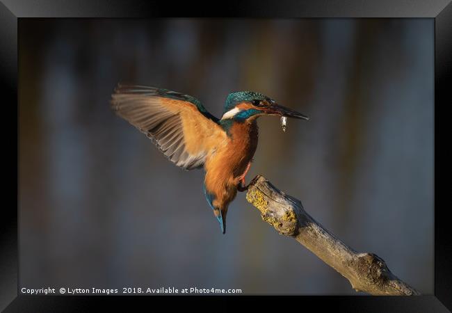 Kingfisher Landing Framed Print by Wayne Lytton