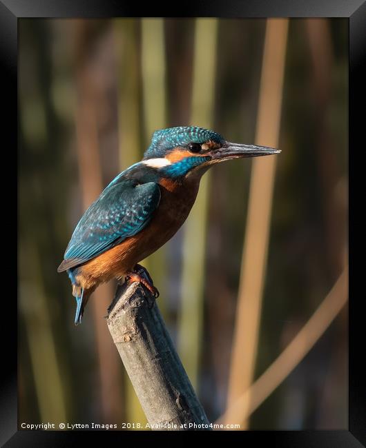 Kingfisher Framed Print by Wayne Lytton