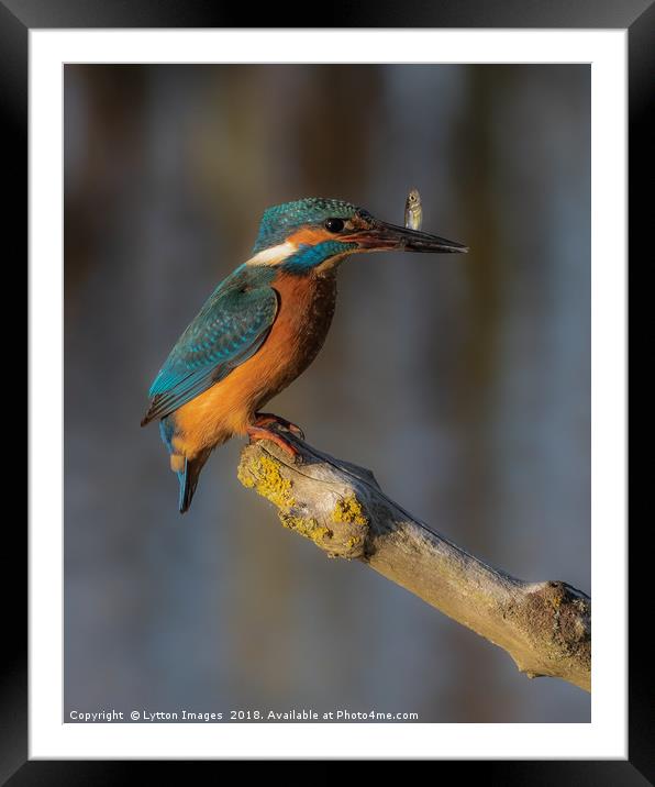 Kingfisher - fish supper Framed Mounted Print by Wayne Lytton