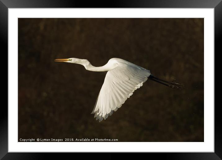 Great White Egret Framed Mounted Print by Wayne Lytton