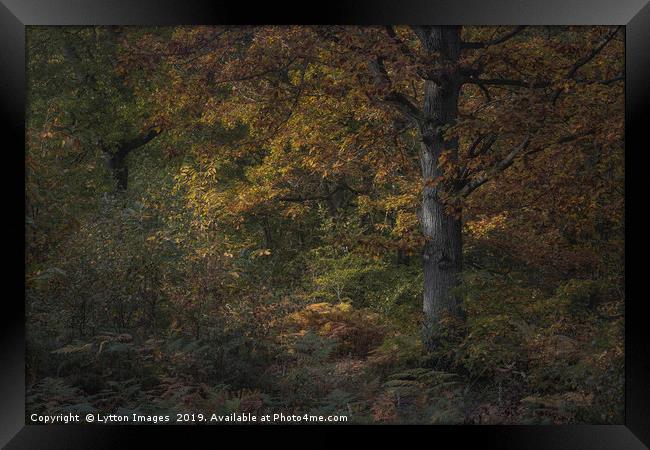 Dappled Oak Framed Print by Wayne Lytton