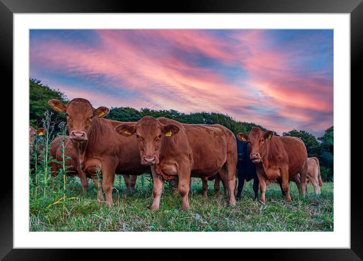curious cornish cattle cattle Framed Mounted Print by Kevin Snelling