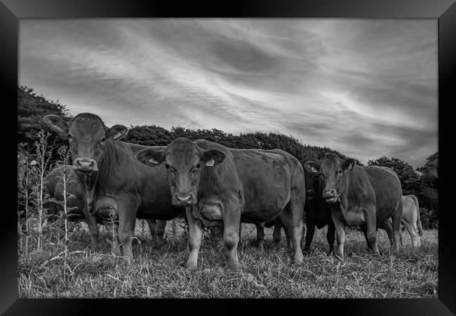 curious Cattle Grazing in Lush Cornish Pasture Framed Print by Kevin Snelling
