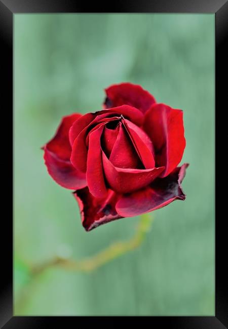 A Symbol of Love Framed Print by Kevin Snelling