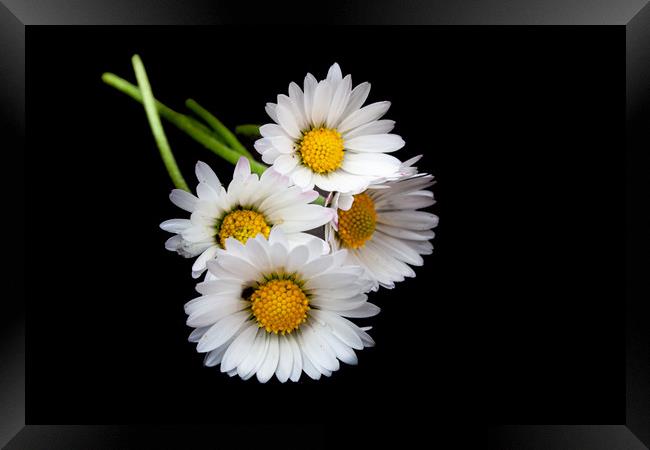 The Majestic Oxeye Daisies Framed Print by Kevin Snelling