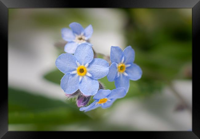 Forget me not Framed Print by Kevin Snelling