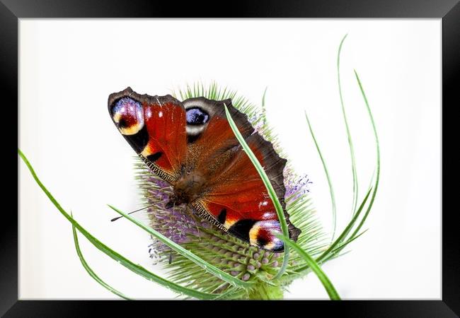Peacock butterfly Framed Print by Kevin Snelling