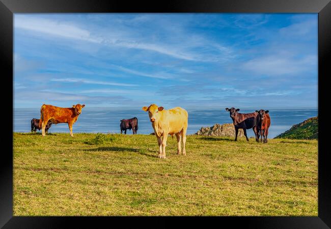 Cattle Grazing on Roseland Peninsula Framed Print by Kevin Snelling