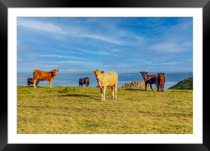 Cattle Grazing on Roseland Peninsula Framed Mounted Print by Kevin Snelling