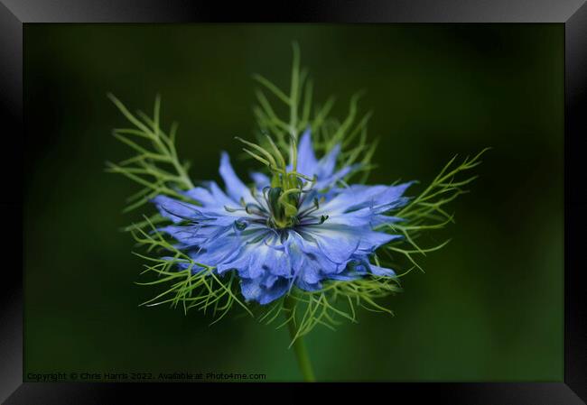 Love-in-a-Mist Framed Print by Chris Harris