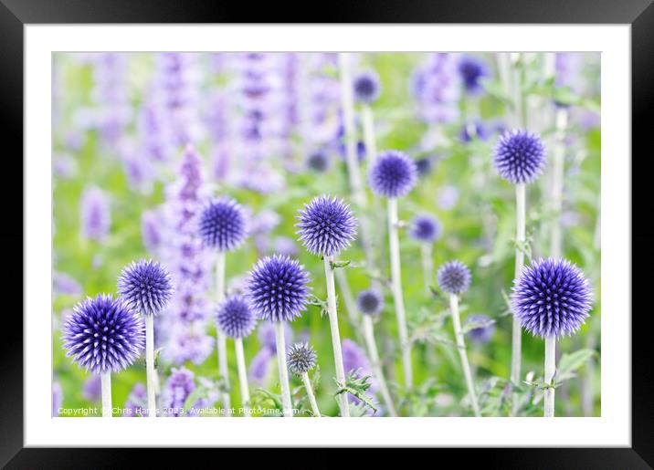 Echinops ritro 'Veitch's Blue' Framed Mounted Print by Chris Harris