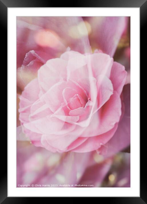 Dreaming Camellia Framed Mounted Print by Chris Harris