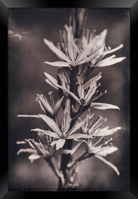 Camassia Framed Print by Chris Harris