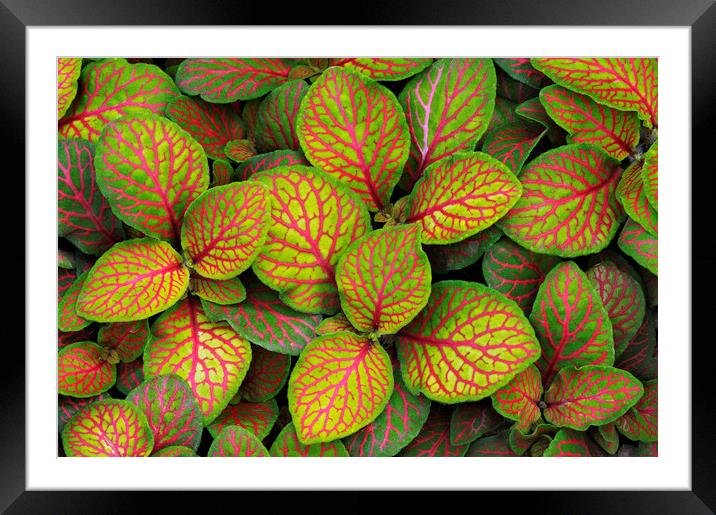 Fittonia Albivenis 'Skeleton' Framed Mounted Print by Chris Harris