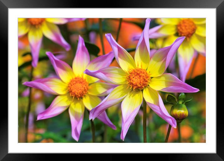 Dahlia 'Trelyn Seren' Framed Mounted Print by Chris Harris