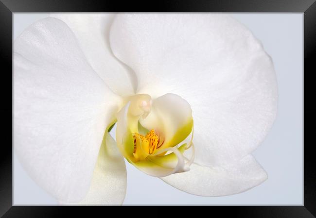 ORCHID I Framed Print by Chris Harris