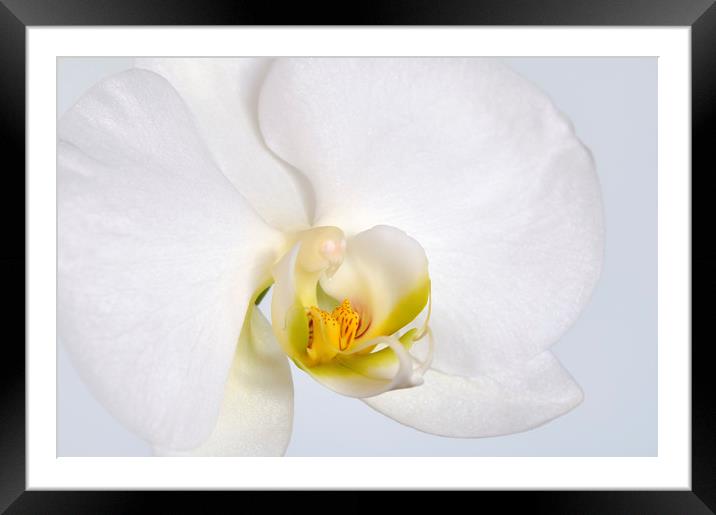 ORCHID I Framed Mounted Print by Chris Harris