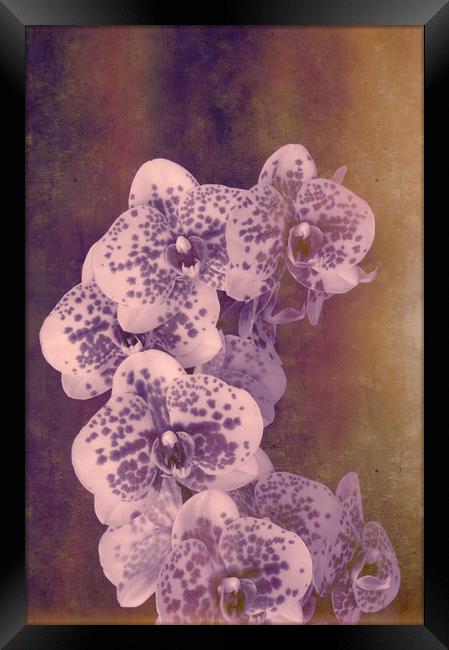 Moth Orchid Hybrid Framed Print by Chris Harris