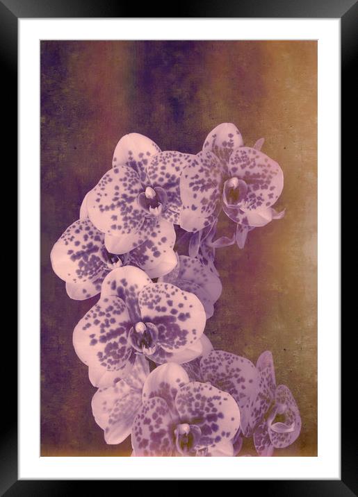 Moth Orchid Hybrid Framed Mounted Print by Chris Harris