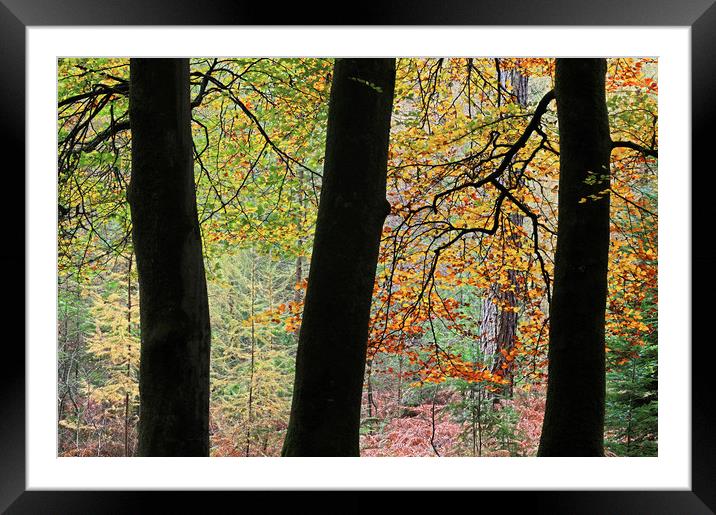AUTUMN CONTRAST Framed Mounted Print by Chris Harris