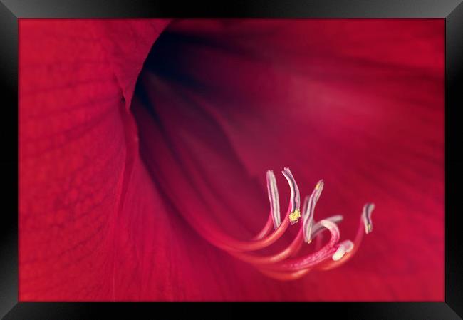 Red Amaryllis Framed Print by Chris Harris