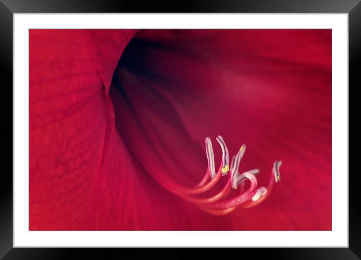 Red Amaryllis Framed Mounted Print by Chris Harris