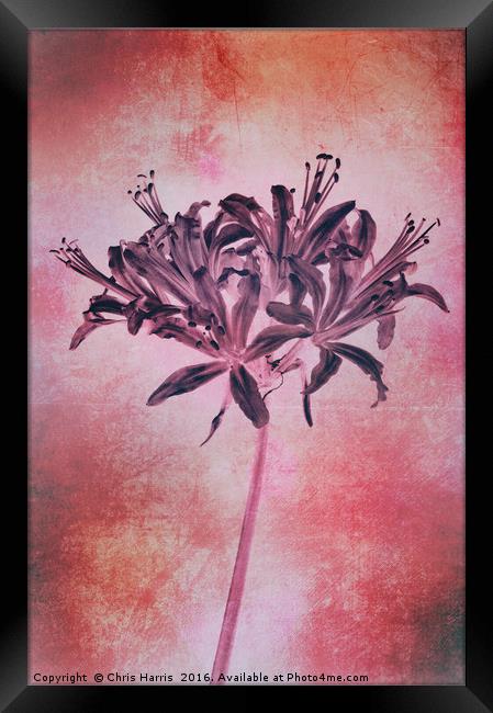 Nerine blush Framed Print by Chris Harris