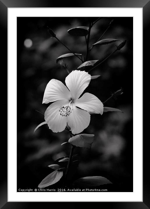 Hibiscus Rosa-Sinensis Framed Mounted Print by Chris Harris