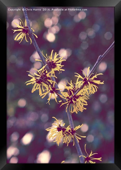 HAMAMELIS MOLLIS 'EARLY BRIGHT' Framed Print by Chris Harris