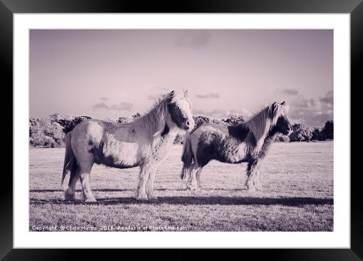 Ponies in the New Forest Framed Mounted Print by Chris Harris