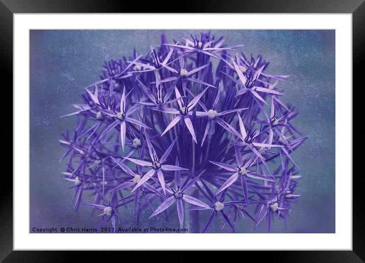 Star of Persia Framed Mounted Print by Chris Harris