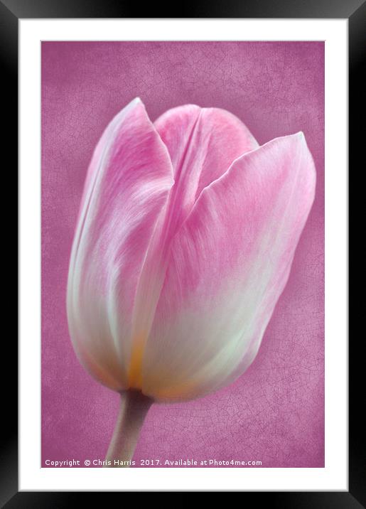 Pink Tulipa Framed Mounted Print by Chris Harris