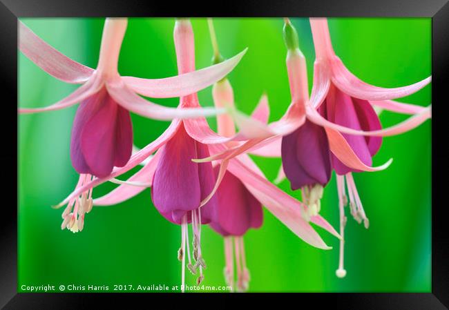 Trailing Fuchsia Framed Print by Chris Harris