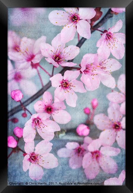 Cherry Blossom Chic Framed Print by Chris Harris