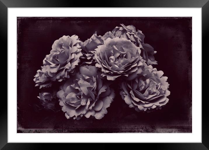 ROSA REMEMBRANCE Framed Mounted Print by Chris Harris
