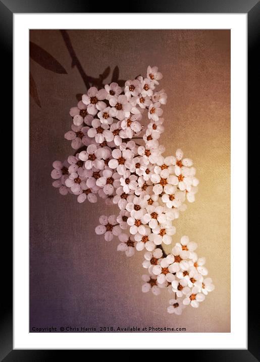 Gold Spirea Framed Mounted Print by Chris Harris