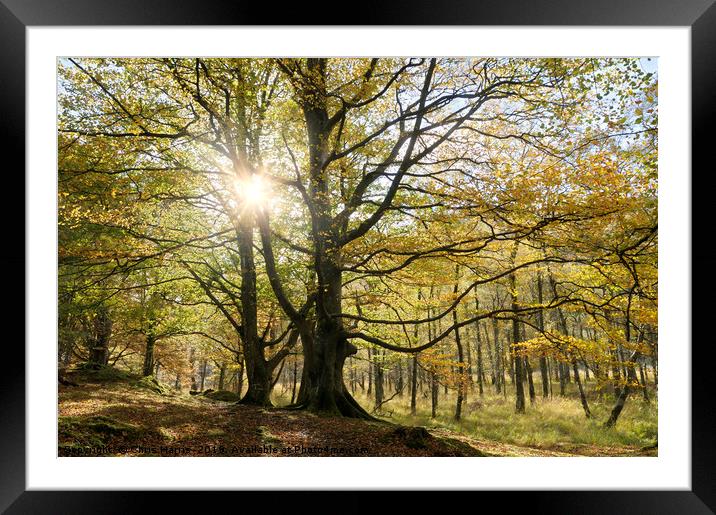 Autumn shine Framed Mounted Print by Chris Harris